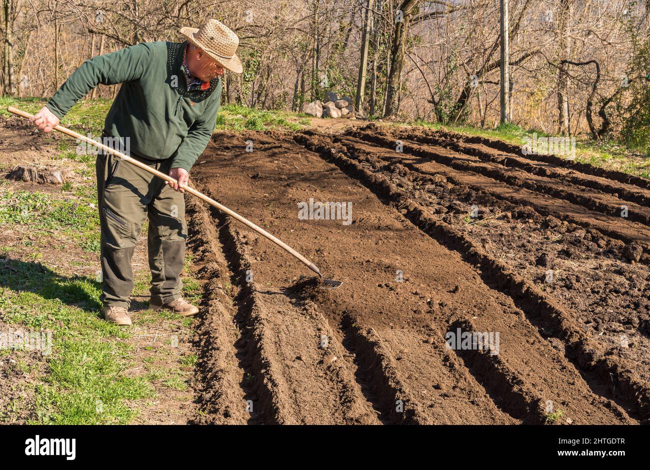 Älterer Mann, der im Gemüsegarten mit einem Rechen den Boden ruckend. Frühlingsgarten Vorbereitung für die Aussaat. Stockfoto