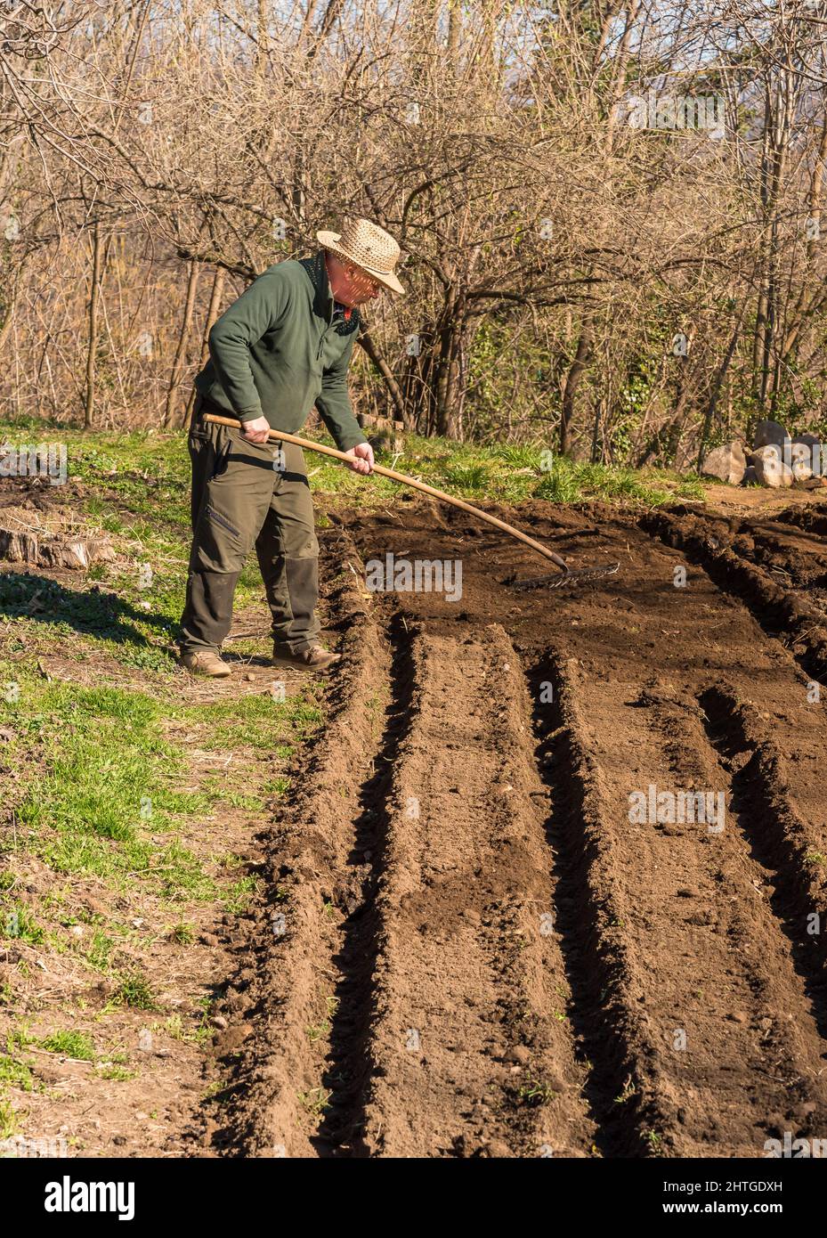 Älterer Mann, der im Gemüsegarten mit einem Rechen den Boden ruckend. Frühlingsgarten Vorbereitung für die Aussaat. Stockfoto