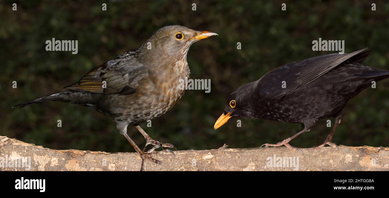 Männliche und weibliche eurasische Amseln Stockfoto