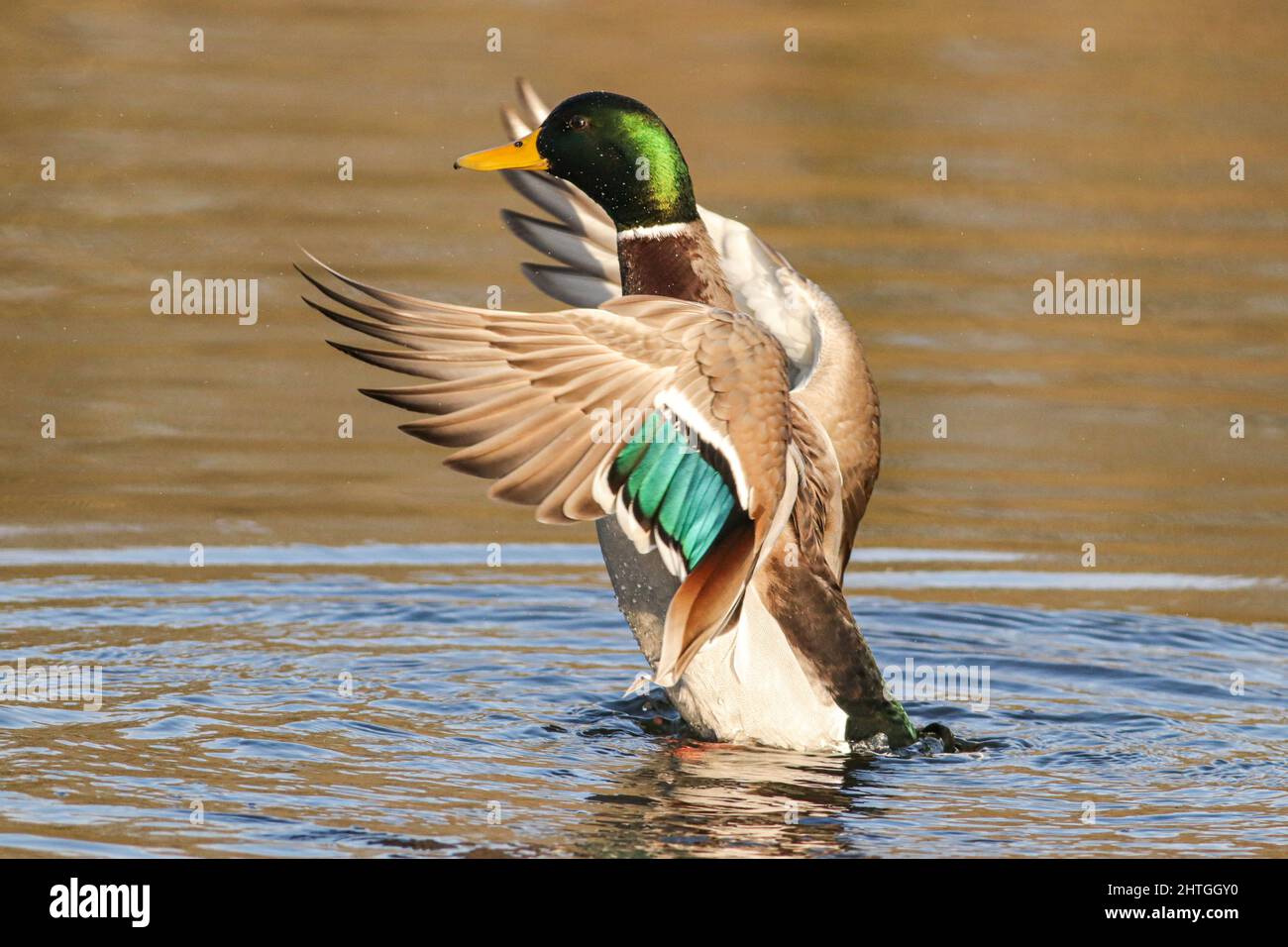 Männliche Stockente flattern mit den Flügeln Stockfoto