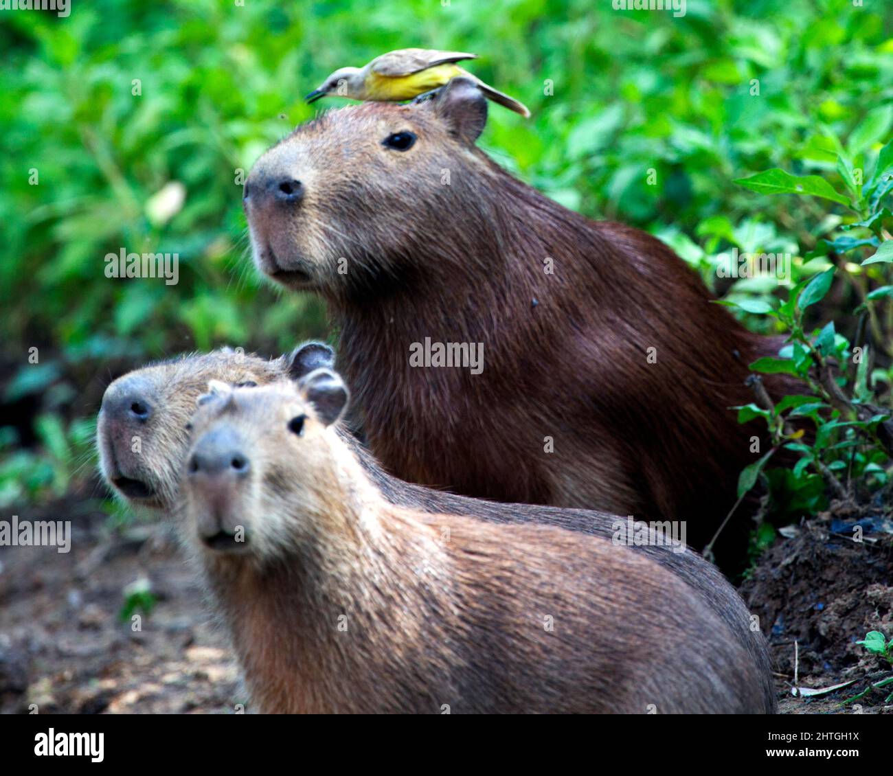 Nahaufnahme Porträt der Familie Capybara (Hydrochoerus hydrochaeris), die am Flussufer sitzt, mit einem bunten Vogel, der auf dem Kopf in der Pampas del Yacum sitzt Stockfoto