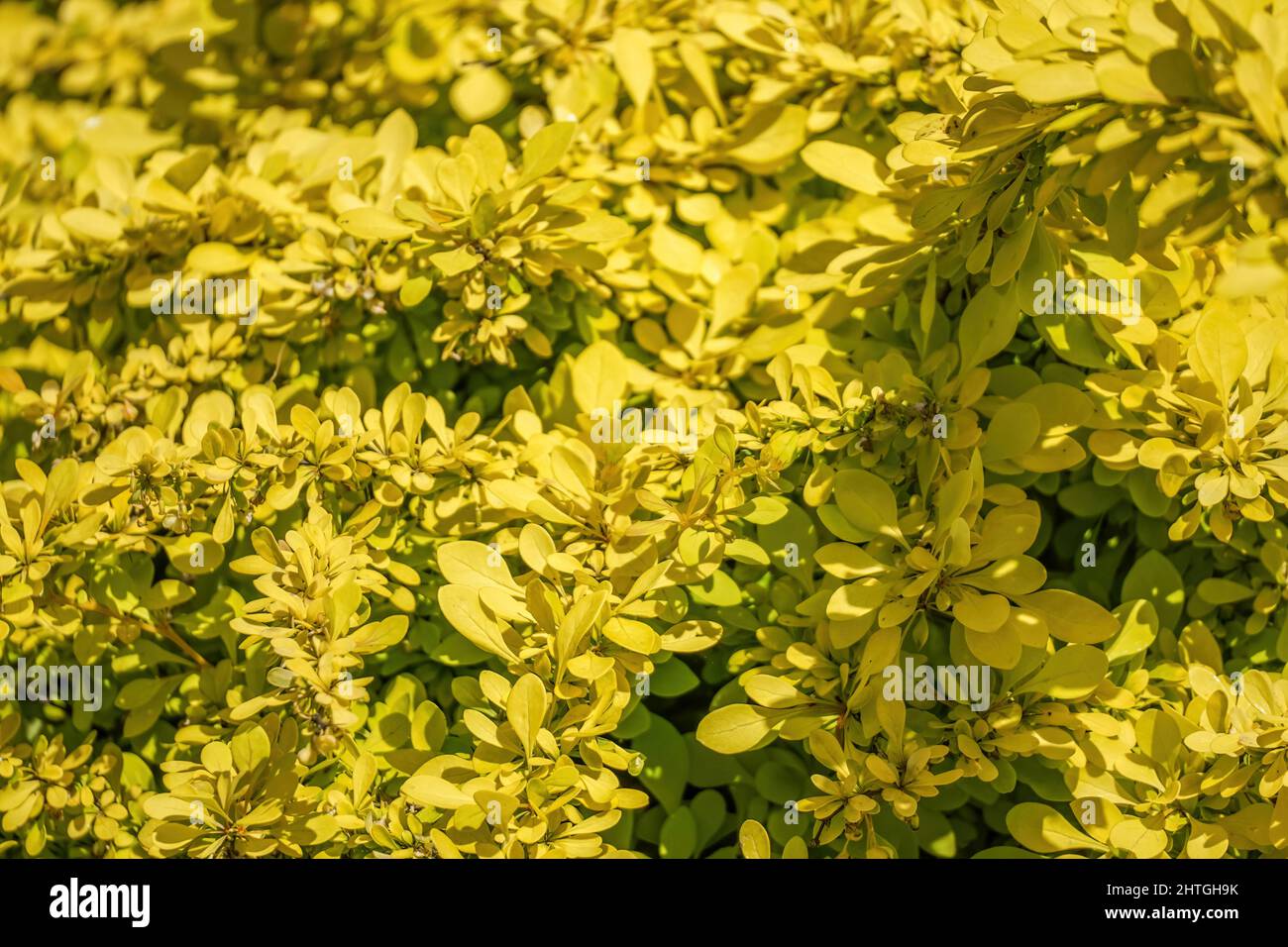 Gelber Berberbeerstrauch Golden Carpet - berberis thunbergii, natürliche Tapete Stockfoto