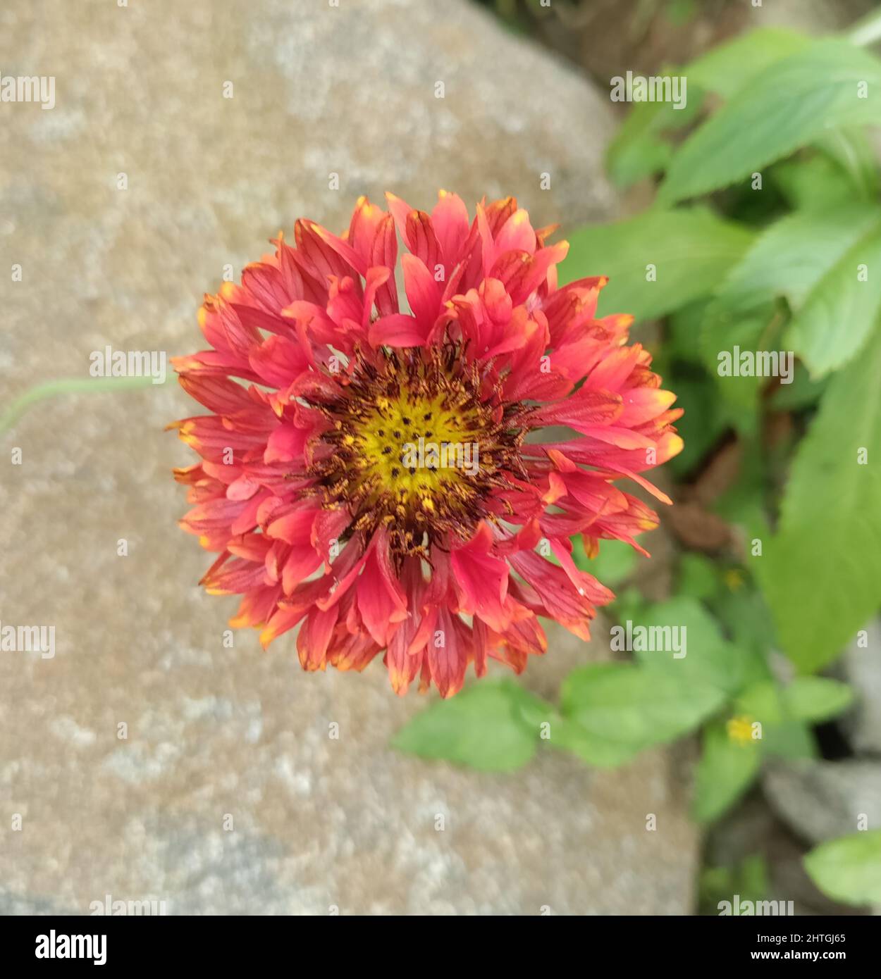 Gaillardia fanfare blaze hotsell