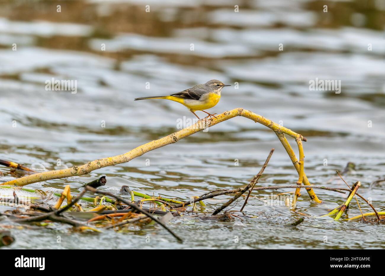 Grey Wagtail Motacilla cinerea thront auf einem toten Ast am Fluss Wensum in Norfolk, Großbritannien Stockfoto
