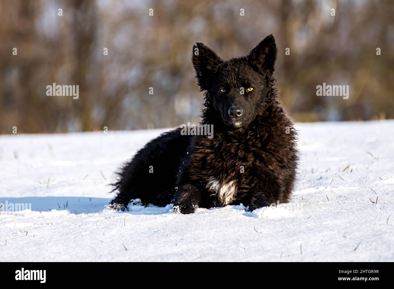 Schwarzer Schäferhund liegt am sonnigen Tag auf dem kalten Schnee im Winterpark. Der alte balkanische Zuchthund Pulin. Stockfoto