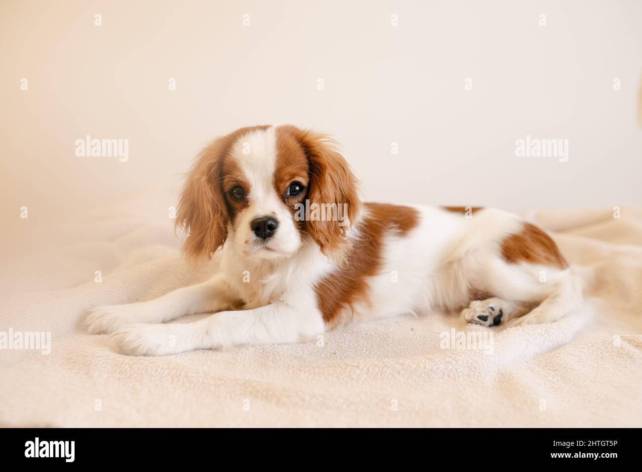 Niedliches Hundeporträt auf Plaid legen. König Charles Spaniel Laying Blick auf die Kamera Stockfoto