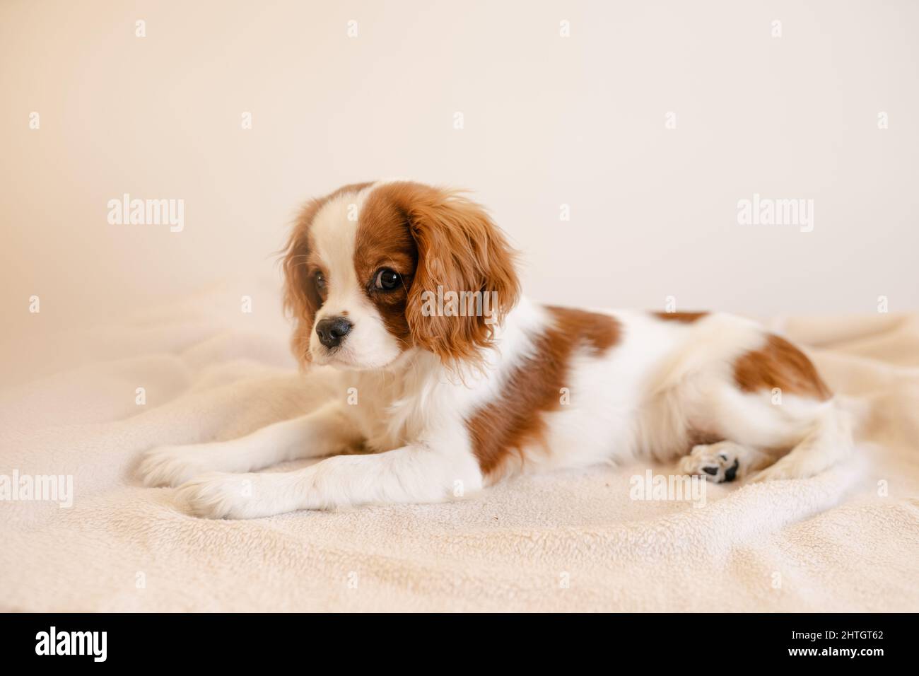 Niedliches Hundeporträt auf Plaid legen. König Charles Spaniel Laying Blick auf die Kamera Stockfoto