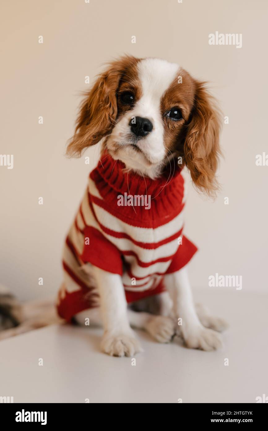Niedlicher Hund, der in RedSuit sitzt. König Charles Spaniel Isoliert Stockfoto