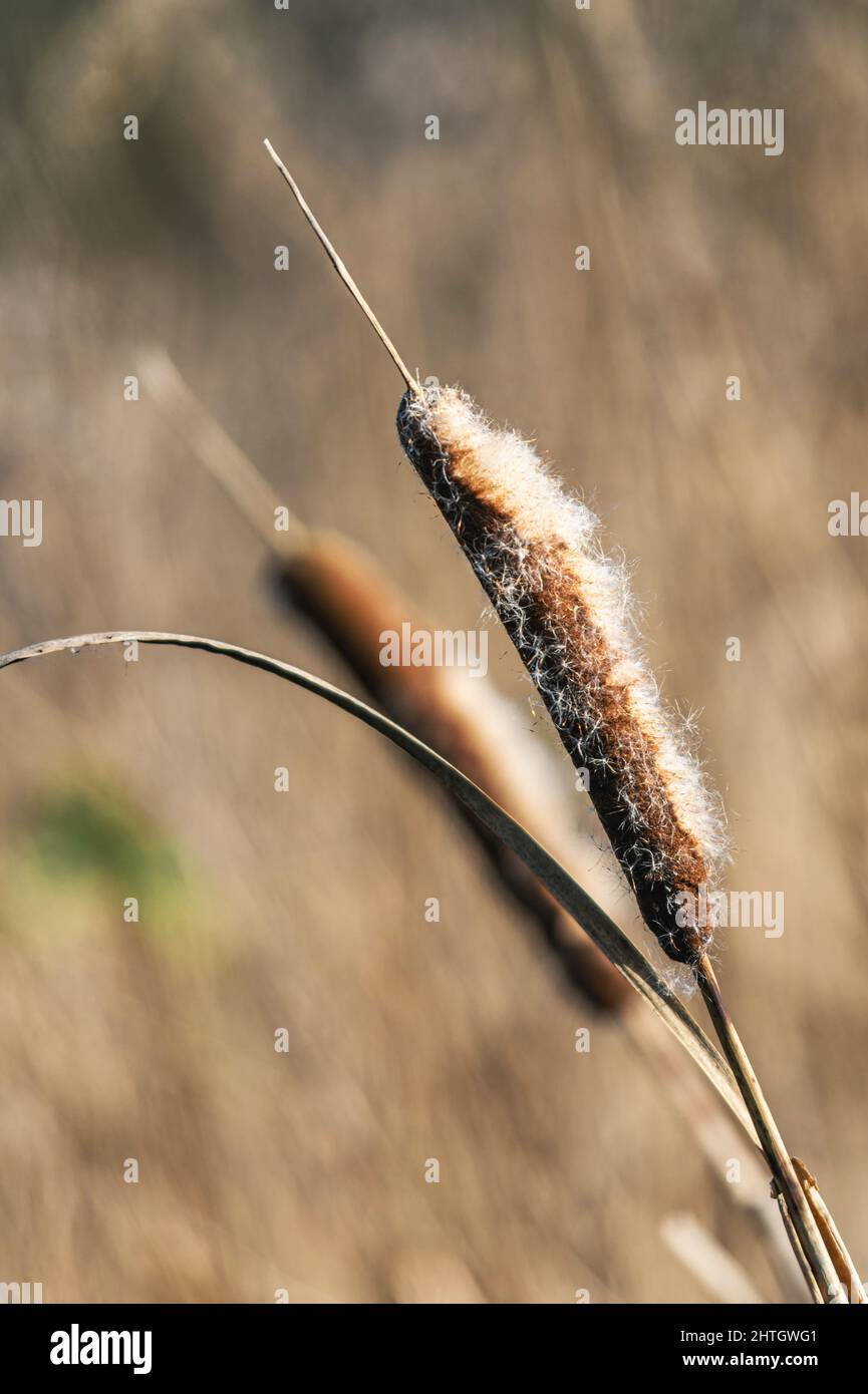Gewöhnliche Cattail oder LaubCattail, Typha latifolia, Bulrush im Winter Stockfoto