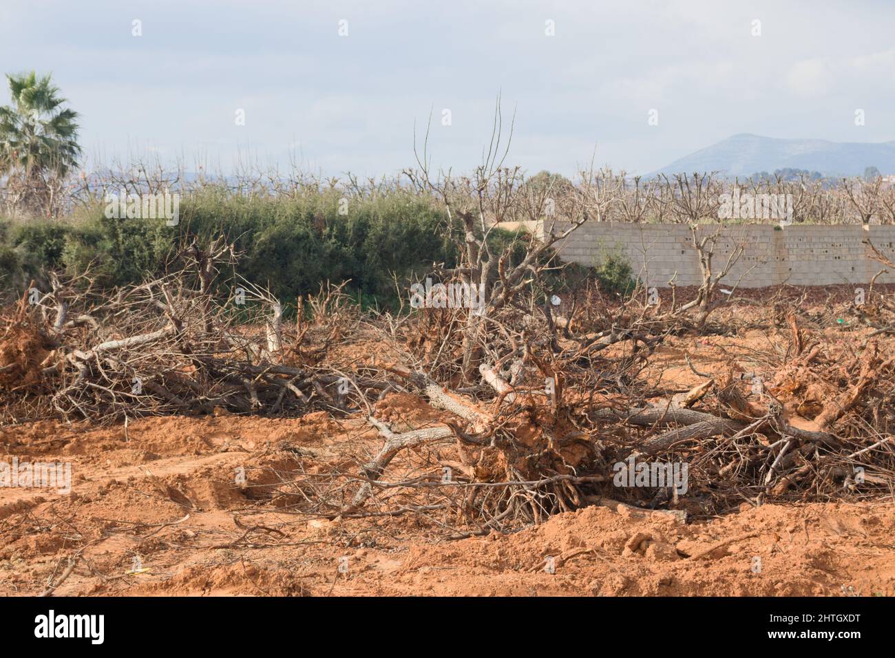 Bild eines Feldes von Kakissen, deren Bäume aufgrund der schlechten Gewinne, die bei der letzten Ernte erzielt wurden, gefällt wurden Stockfoto