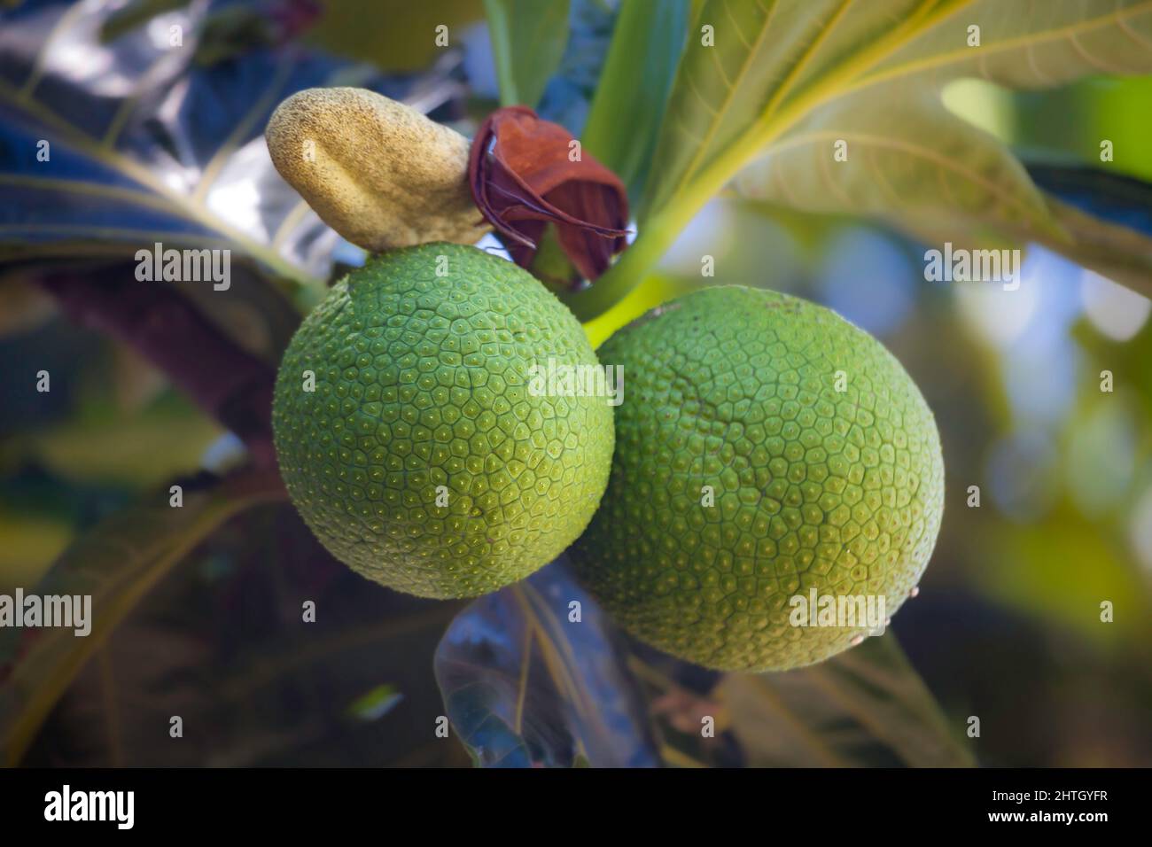 Brotfrucht-Baum, Artocarpus altilis, mit prallen grünen Früchten und seinen unverwechselbaren Blättern. Diese Pflanze ist der einheimischen hawaiianischen Kultur heilig und bekannt Stockfoto