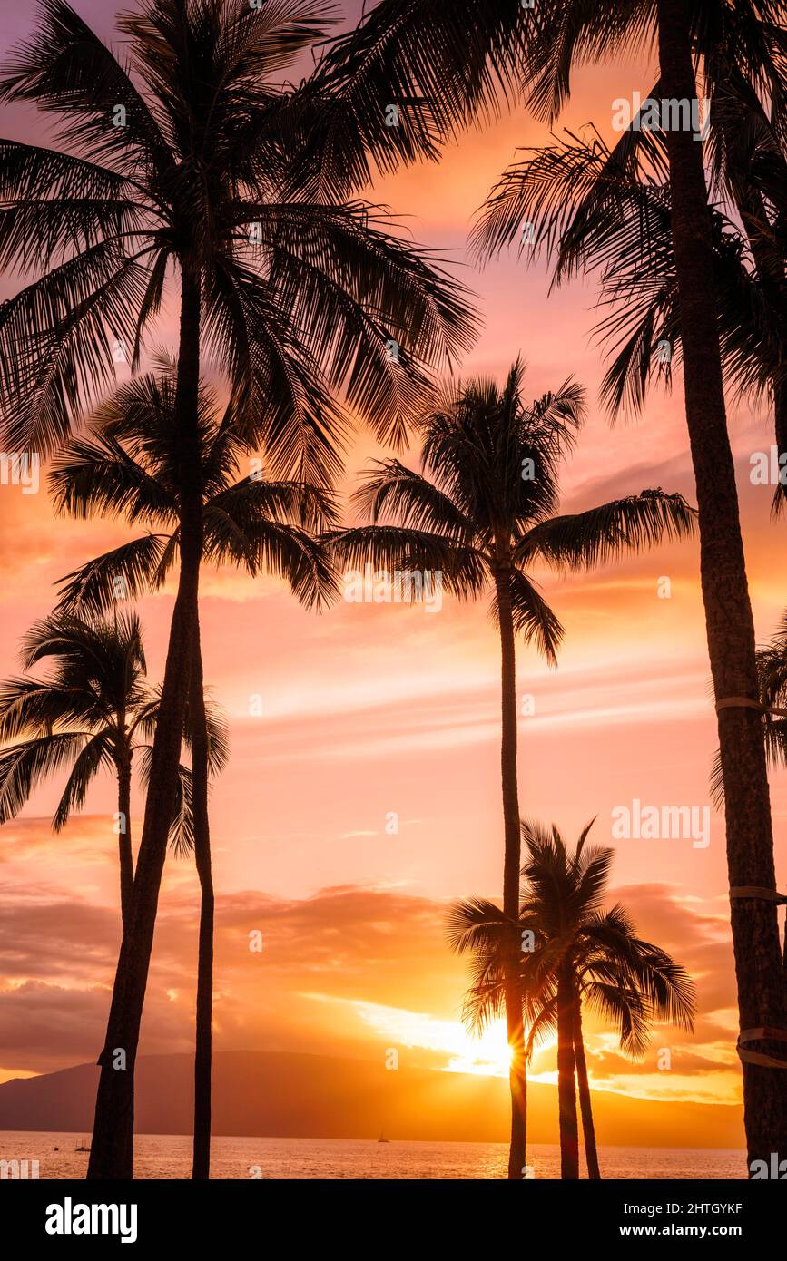 Palmen bei Sonnenuntergang von der Insel Maui, Hawaii. Stockfoto