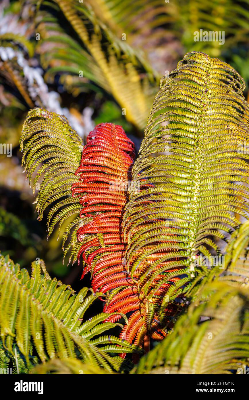 Der rote Teil des endemischen ?ama?U Farn, Sadleria cyatheoides, wird mit der Reife grün, Haleakala National Park, Mauis schlafender Vulkan, Hawaii Stockfoto
