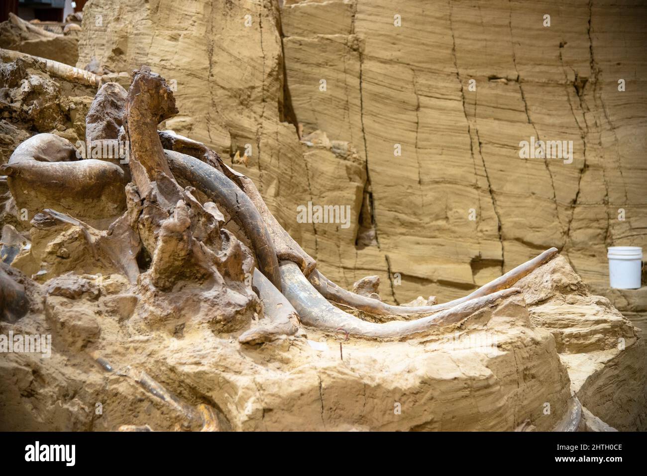 Kopf und Stoßstange eines Mammuts im Mammoth Museum in Hot Springs, South Dakota Stockfoto