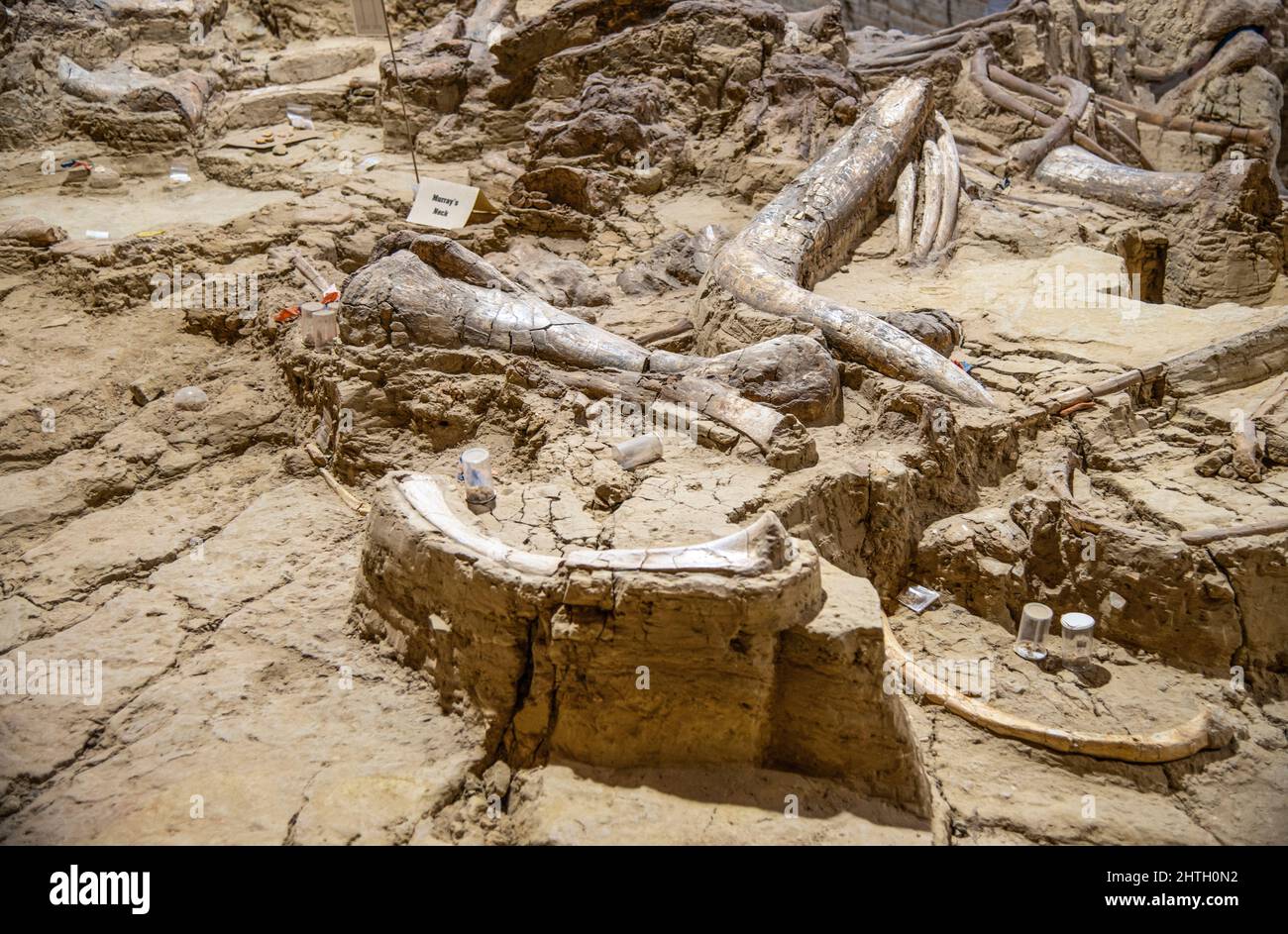 Aktive Ausgrabungsstätte eines aus dem Pleistozän stammenden Sinklochs mit fossilen Mammutknochen in Hot Springs, South Dakota Stockfoto
