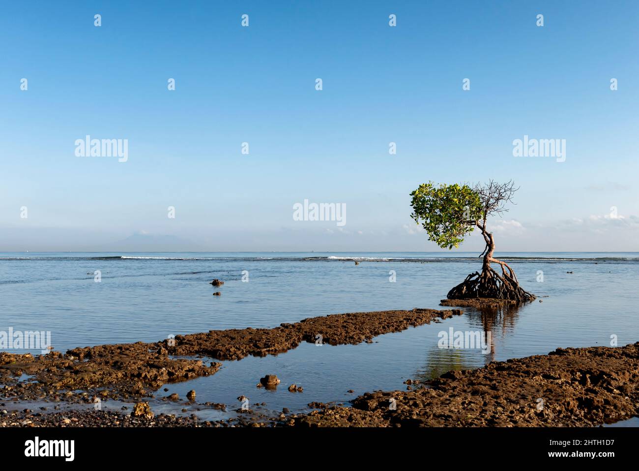 Mangrove Tree am Strand von Bali Stockfoto