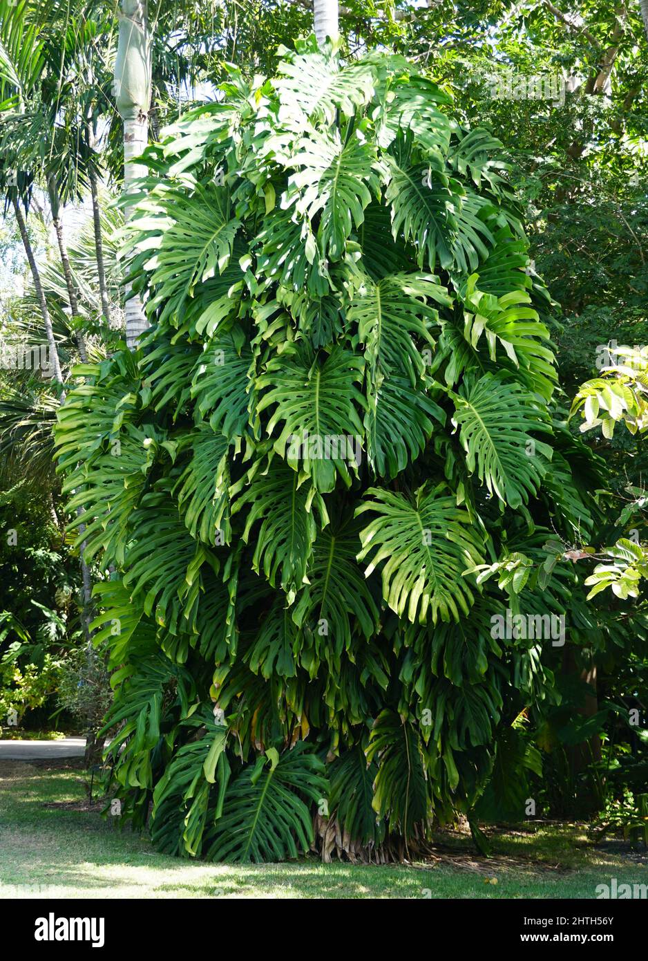 pistachio plant in india Buy Pistachio, Pista Seeds
