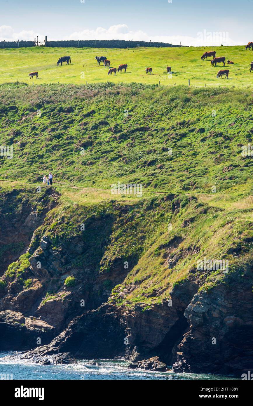 Feines, klares, sonniges Sommerwetter, auf grasbewachsenen, mit Blumen bedeckten Klippen, ruhiges Meer, dramatische Küste, der südlichste Punkt des britischen Festlandes Stockfoto