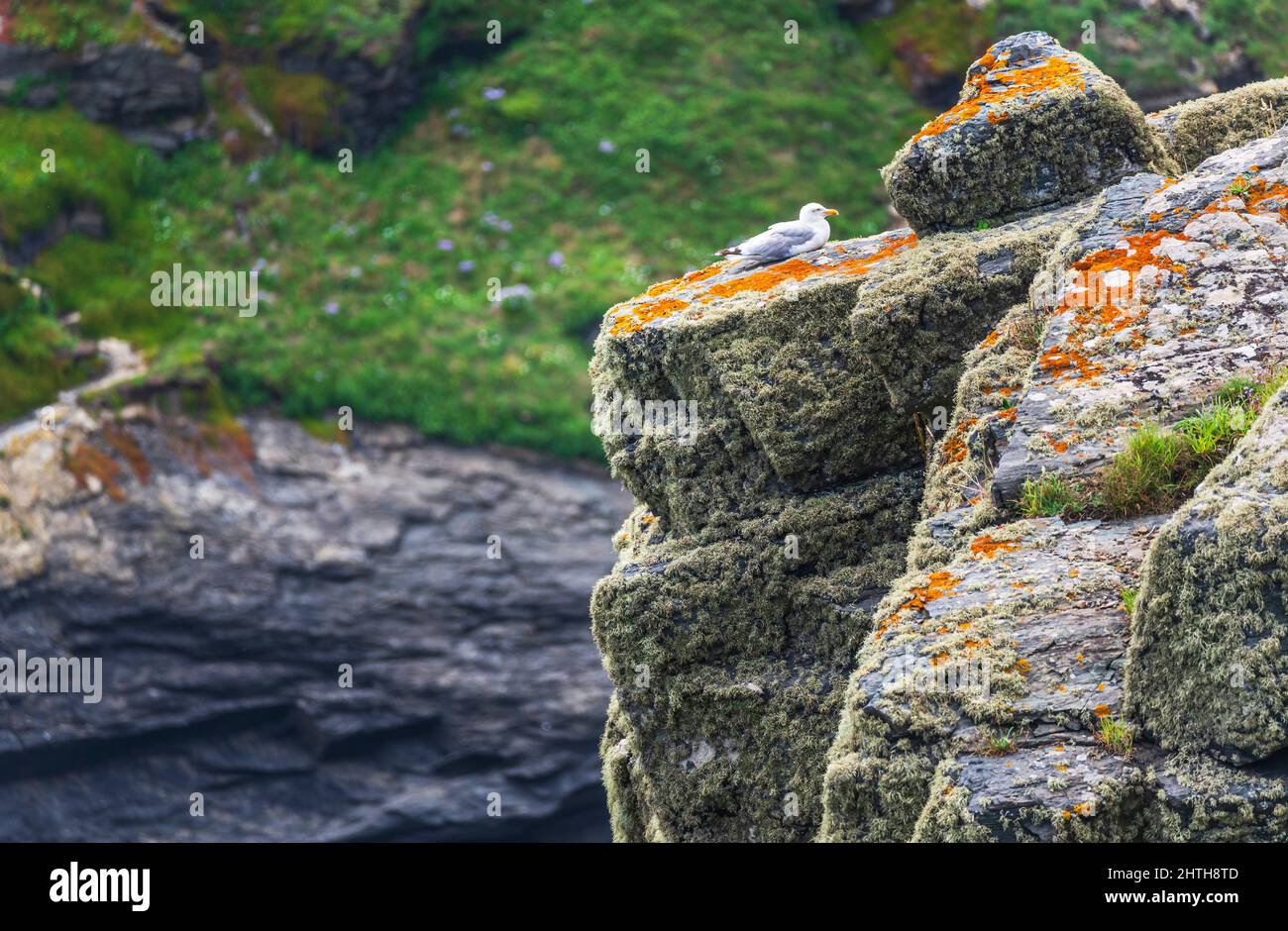 Eine Heringmöwe, auf steilen zerklüfteten Granit- und Schieferklippen an der südlichsten Spitze des britischen Festlandes, im Sommer, Texturen und verschiedene Felsformate Stockfoto