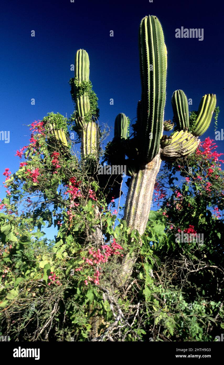 Cardon-Kaktus und San Miguel (auch bekannt als Korallenrebe) in der Scrub-Ökoregion San Lucan Xeric im Süden von Baja California Stockfoto