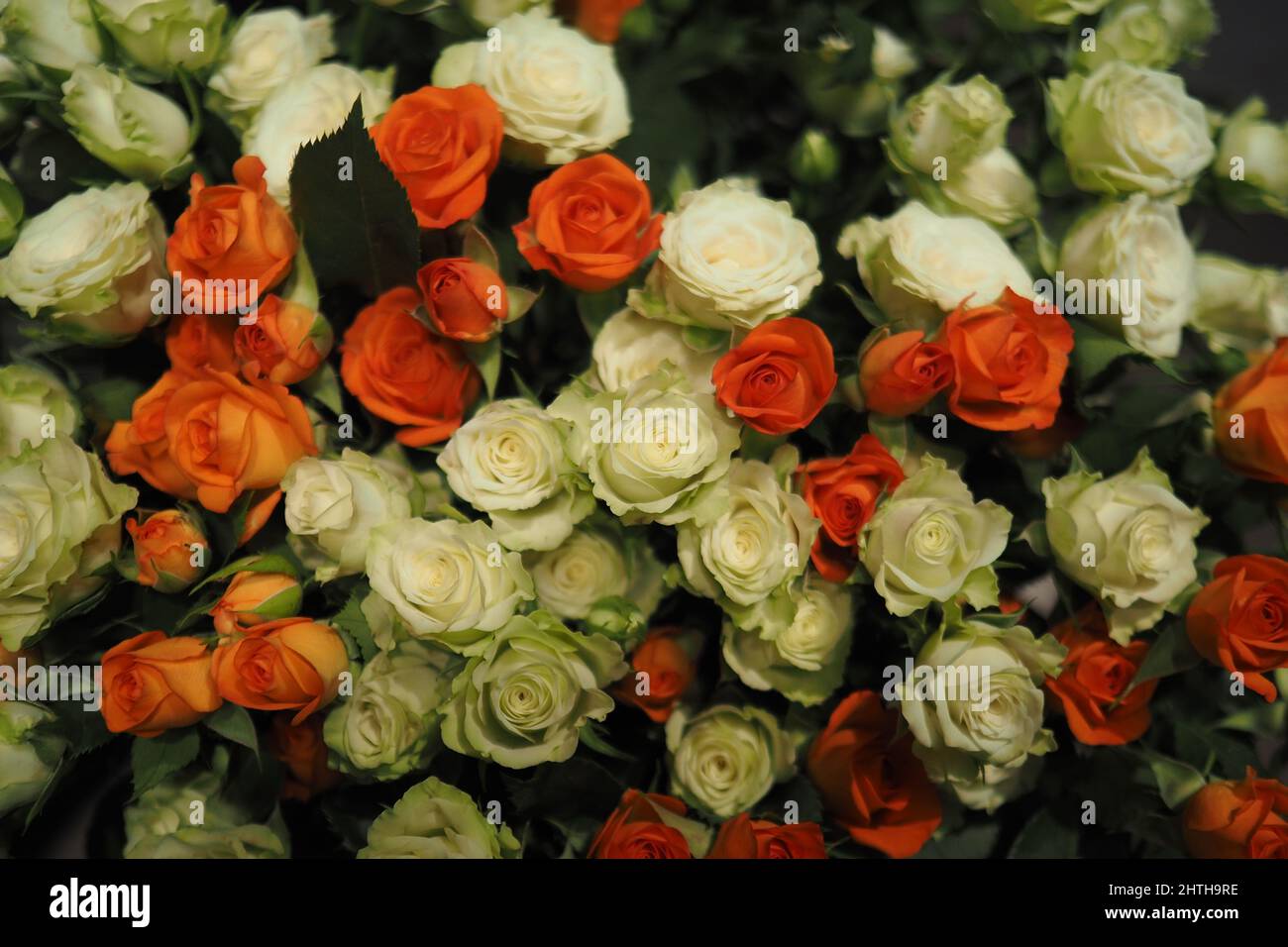 Floristik. Natürliche Blumen. Live Dutch Roses, ein wunderschöner Strauß von bunten Rosen. Vollformat-Hintergrund. Hochwertige Fotos Stockfoto
