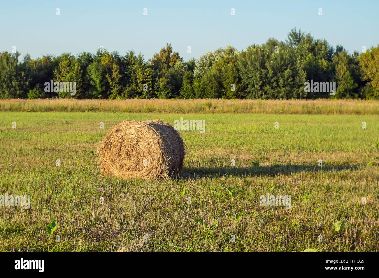 Runder Heuabfluss in einem gemähten Feld vor einem Hintergrund von Bäumen und blauem Himmel. Strohhalm für den Winter zur Viehfütterung Stockfoto