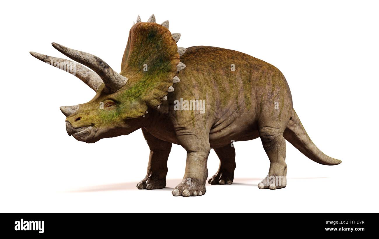Triceratops horridus, Dinosaurier isoliert auf weißem Hintergrund, Vorderansicht Stockfoto