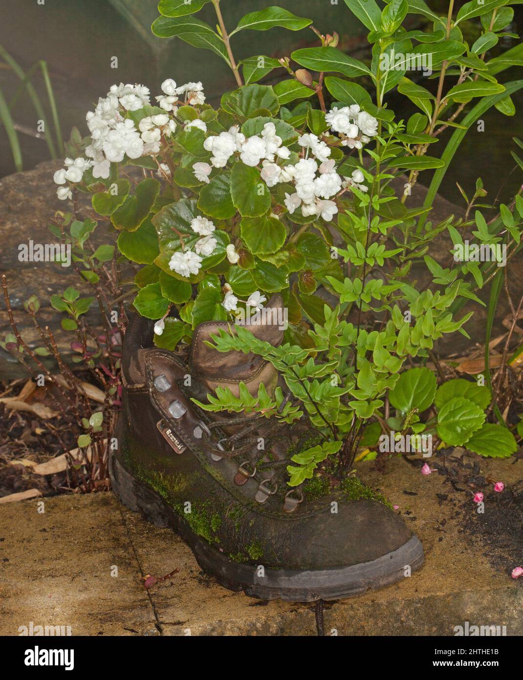 Container Gartenarbeit - weiße Blumen und Laub der Bettwäsche Begonia, Begonia semperflorens und Farn wachsen zusammen in alten recycelten Lederstiefel Stockfoto