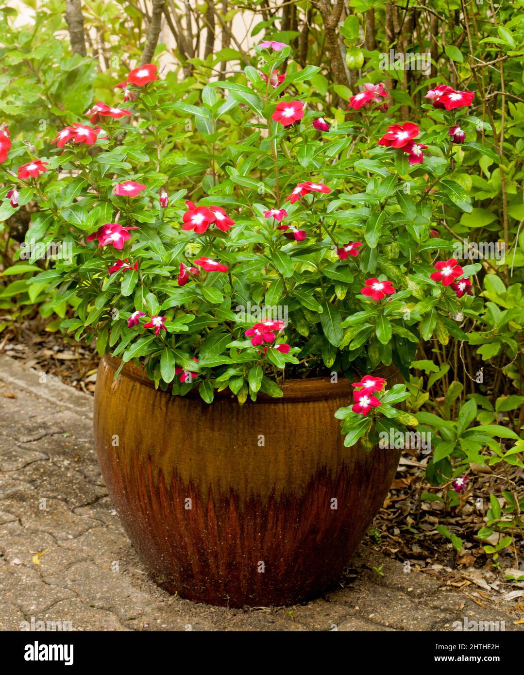Mehrjährige Pflanze, Catharanthus rosea / Vinca mit roten und weißen Blüten und smaragdgrünen Blättern wächst in einem dekorativen Behälter / Topf Stockfoto