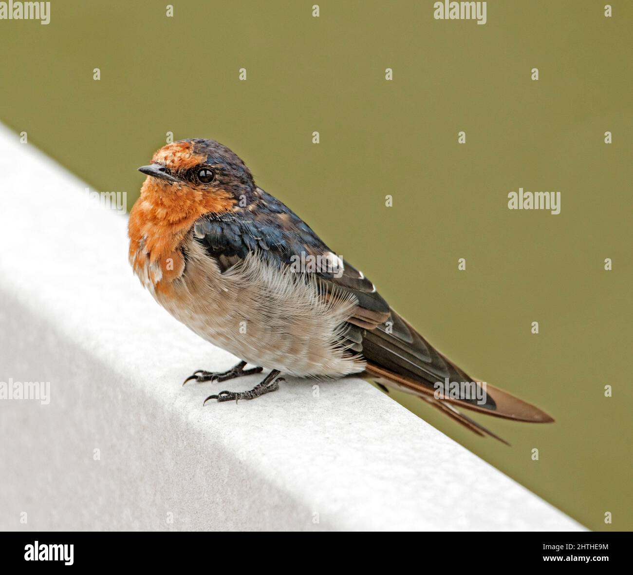 Wunderschöne Begrüßungsschwalbe auf einem weißen Geländer im Park in einer australischen Stadt Stockfoto