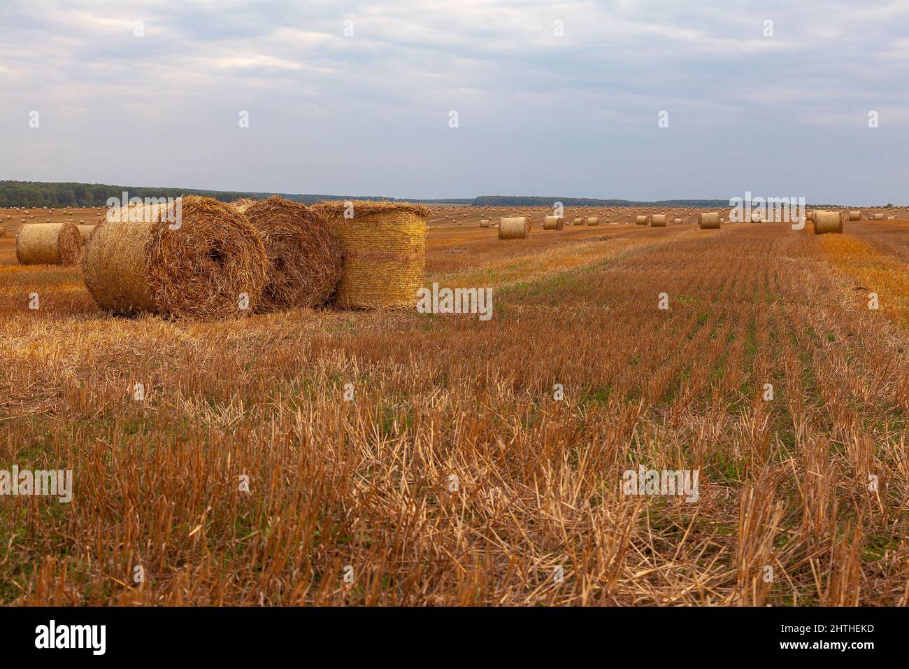 Gemähtes Weizenfeld, auf dem verdrehte Strohstapel angelegt sind. Stockfoto