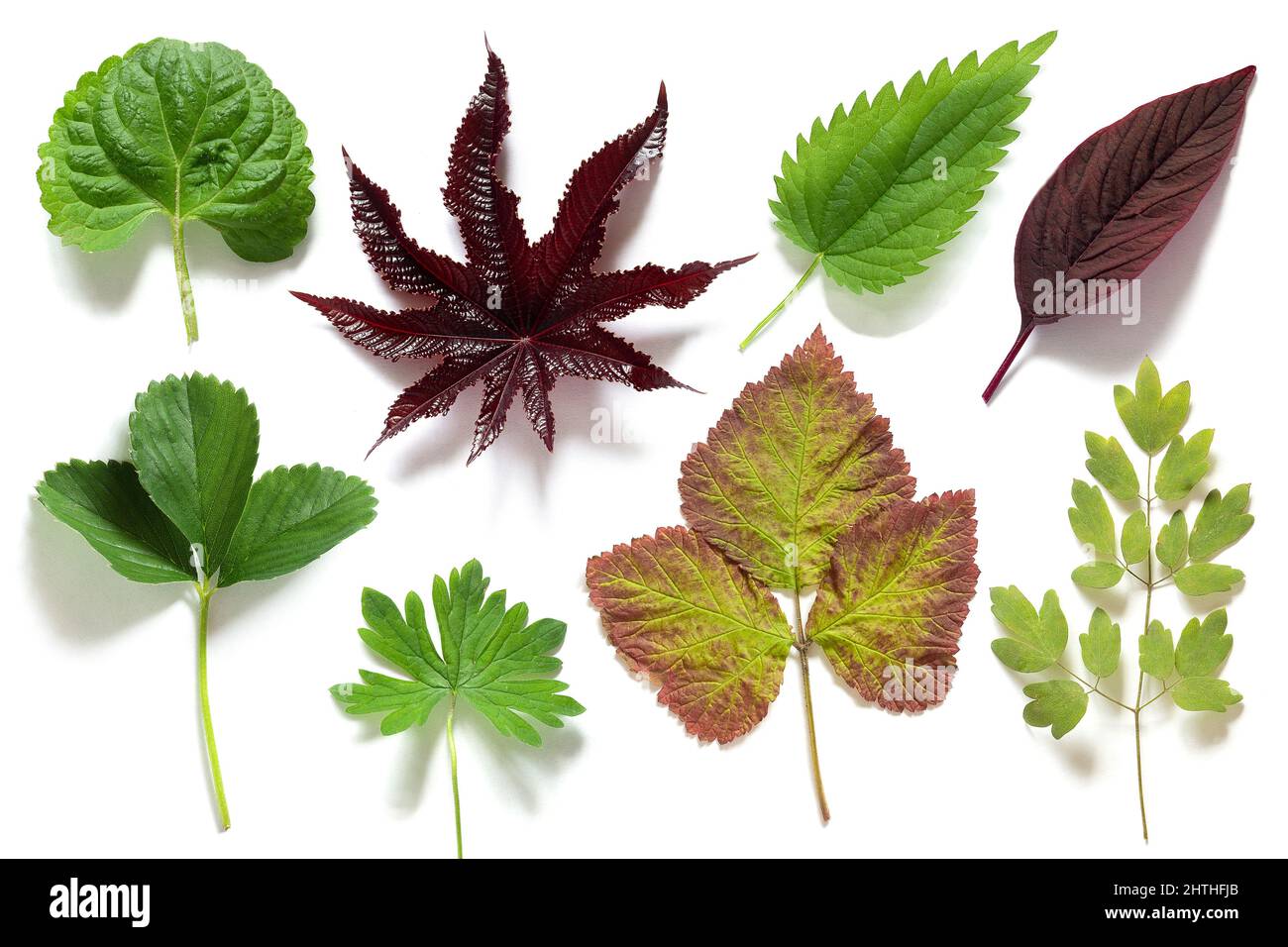 Set, Sammlung von grünen Blättern verschiedener Pflanzen isoliert auf weißem Hintergrund. Stockfoto