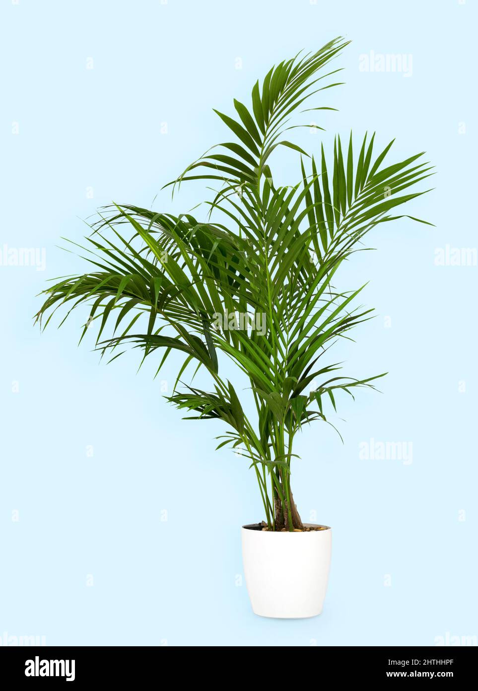 Gesunde grüne Kentia-Palme, die in einem weißen Blumentopf auf einem blauen Hintergrund wächst, mit Copyspace in einer Seitenansicht Stockfoto