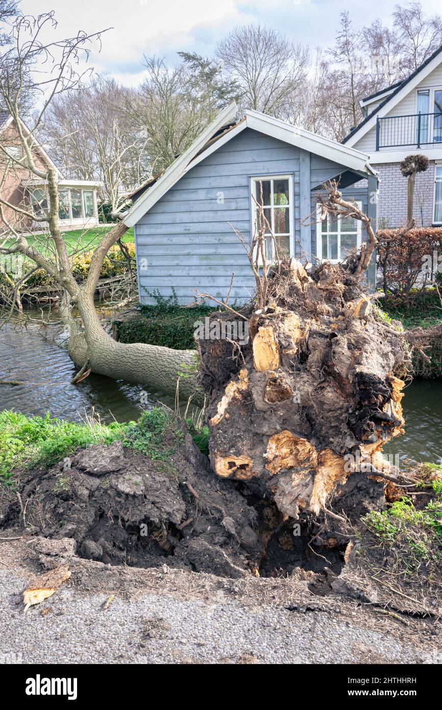 Ein Baum ist aufgrund starker Windböen während des Sturms „Eunice“ im Februar 2022 ins Wasser gefallen. Stockfoto