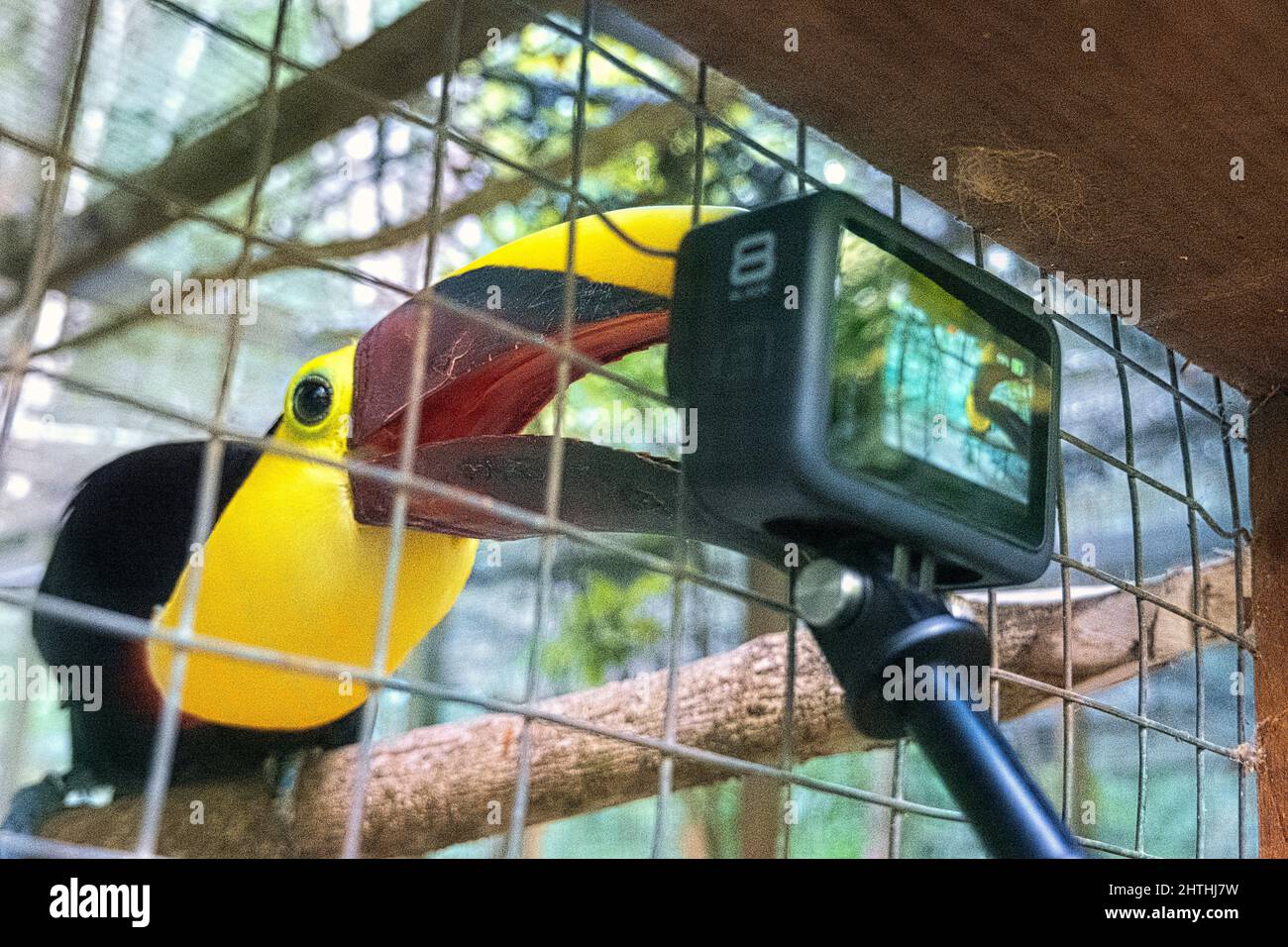 Schwarzer Unterkiefer-Tukan und eine GoPro, Copan, Honduras Stockfoto