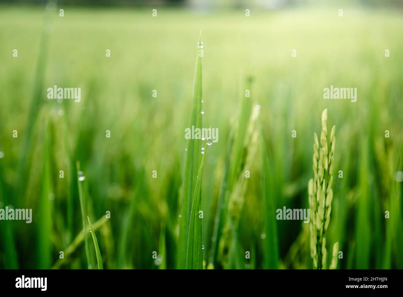 Nahaufnahme der Reispflanze mit Regenfall auf den Blättern bei Sonnenuntergang. Landwirtschaft Reisanbau Hintergrund, Natur Pflanze von frischem Reiskorn in der Stockfoto