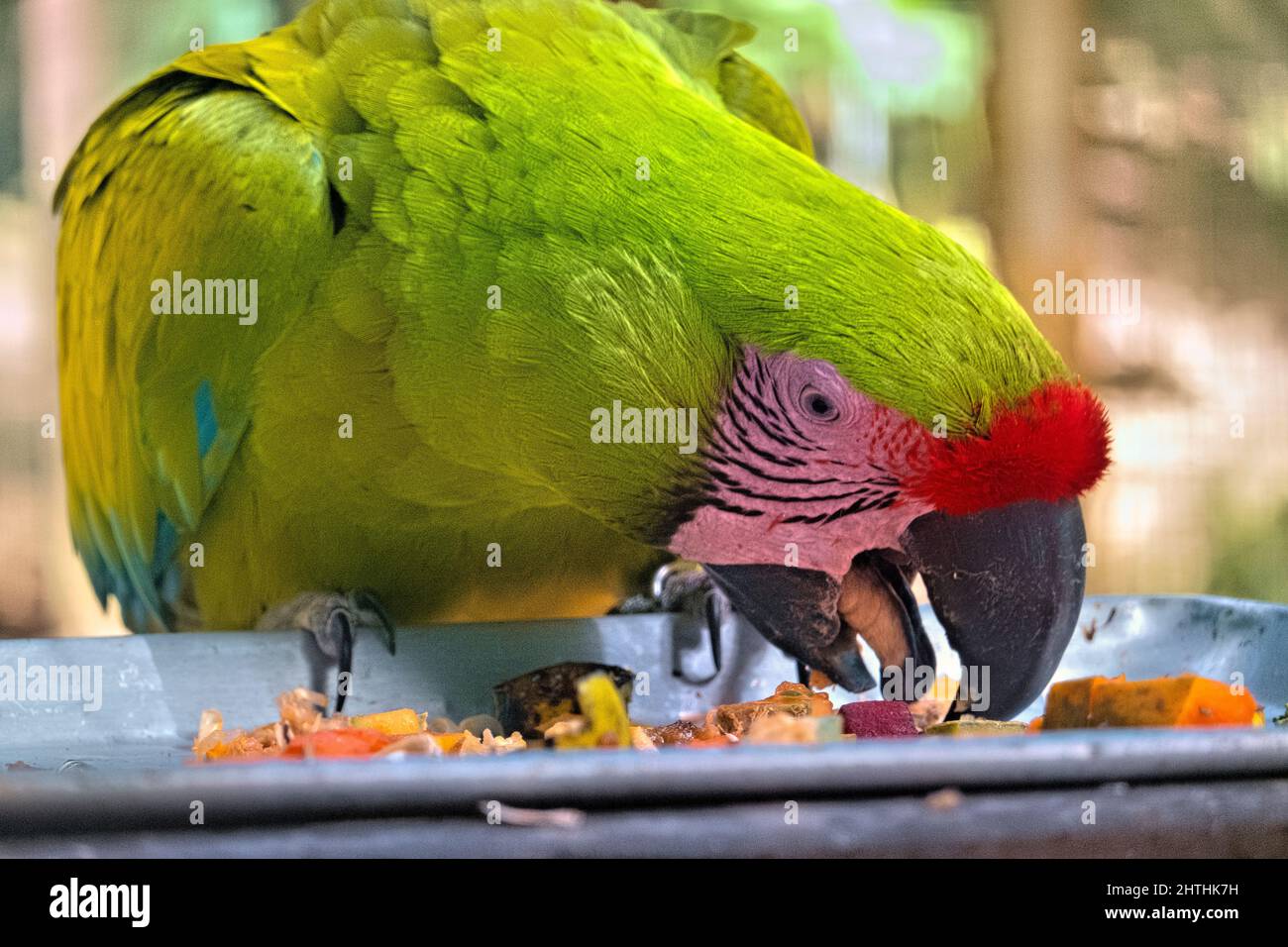 Großer grüner Ara (Ara ambiguus) aus der Nähe, Copan, Honduras Stockfoto