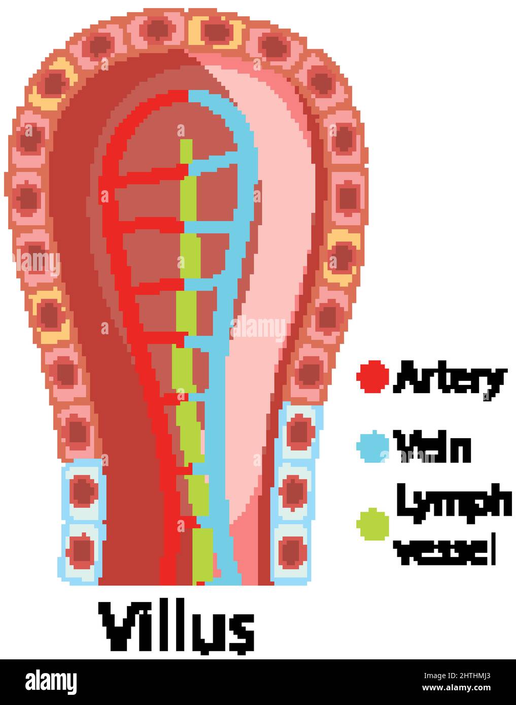 Diagramm mit Darstellung der Darmzottenstruktur Stock Vektor