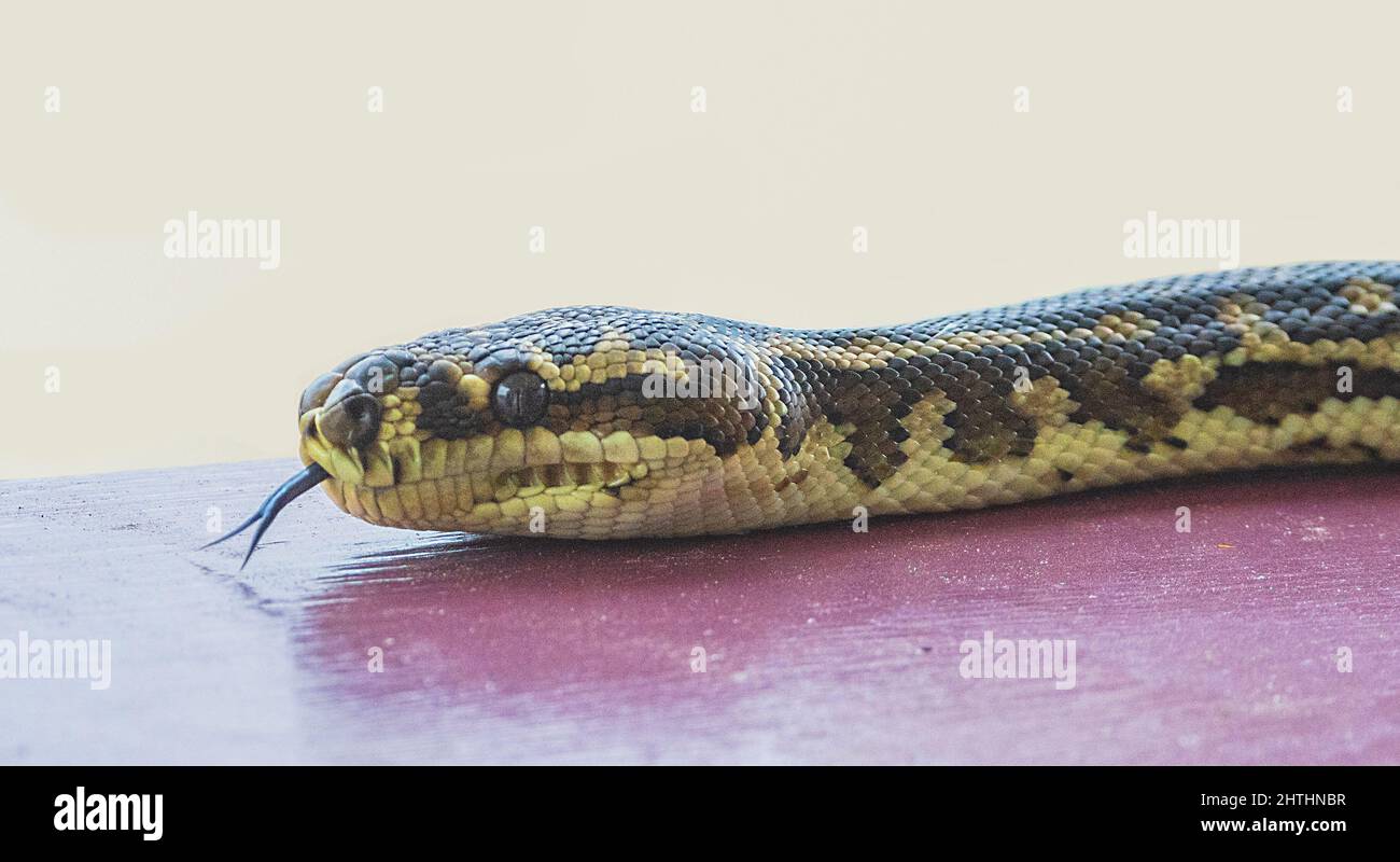 Nahaufnahme einer Südwest-Teppich-Python (Morelia spilota imbricata) mit gespaltener, flippender Zunge, einer fast bedrohten Spezies der australischen Schlange, Manypeak Stockfoto