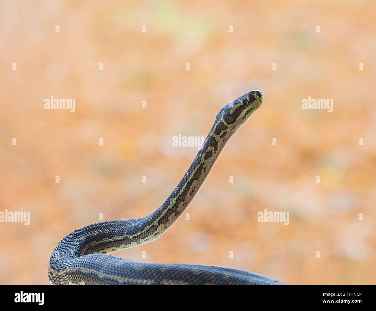 Nahaufnahme einer Südwest-Teppich-Python (Morelia spilota imbricata) mit aufgehobenem Körper, einer fast bedrohten Spezies der australischen Schlange, Manypeaks in der Nähe Stockfoto