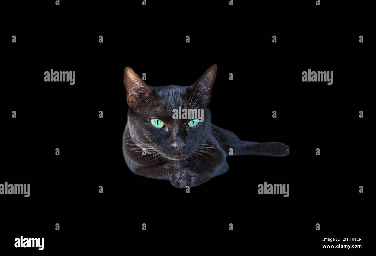Porträt einer schwarzen Katze mit durchdringenden grünen Augen Stockfoto