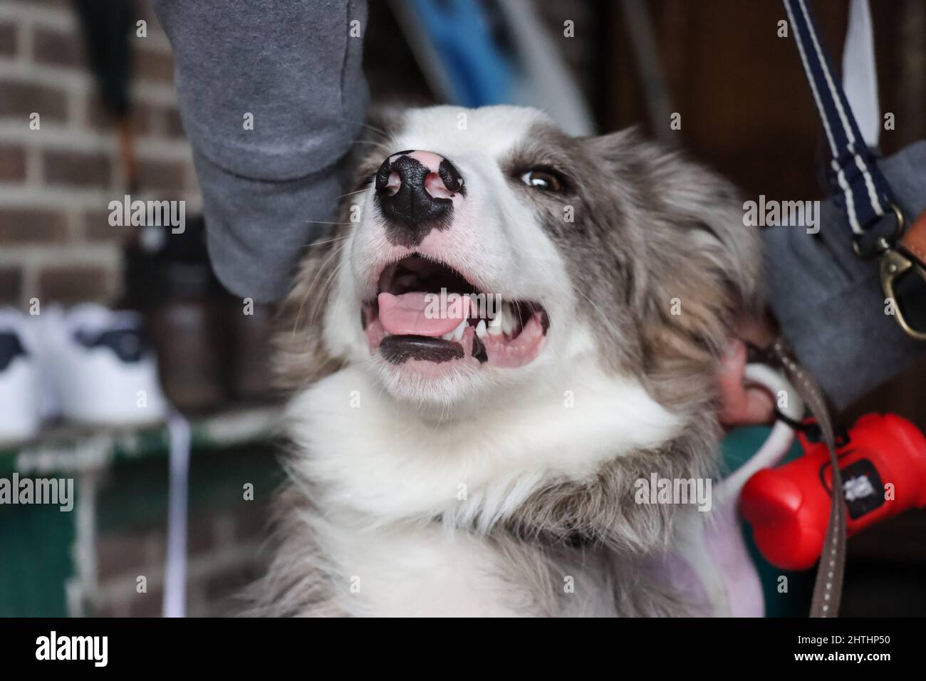 Nahaufnahme eines Border Collie Hundes Stockfoto