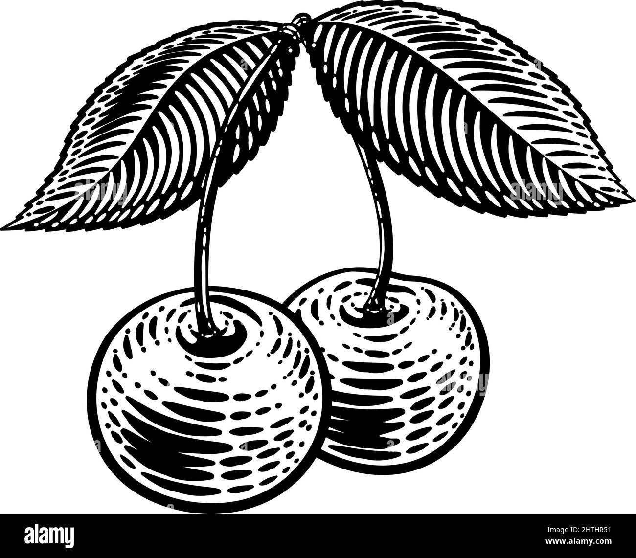 Kirsche Beerenfrucht Vintage Holzschnitt Illustration Stock Vektor
