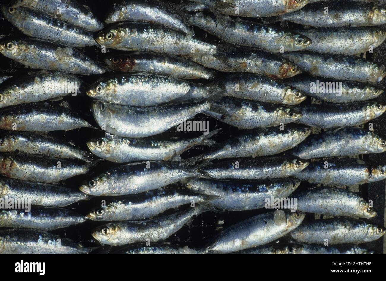 frankreich roussillon pyrenees orientales Sardinade gegrillte Sardinen Stockfoto