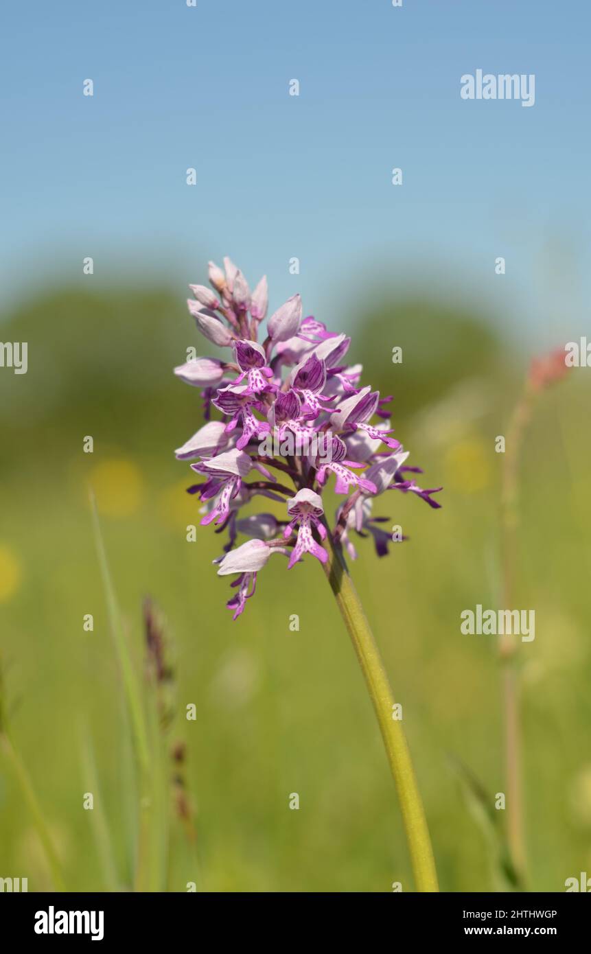 Orchis militaris, Helm Knabenkraut Stockfotografie - Alamy