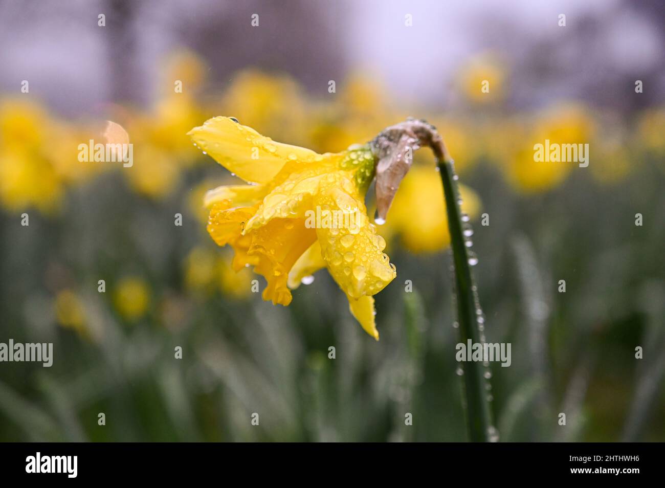 Brighton UK 1. March 2022 - Narzissen blühen in Brighton an einem nebligen ersten Frühlingstag durch den meteorologischen Kalender, der am 1.. März beginnt : Credit Simon Dack / Alamy Live News Stockfoto