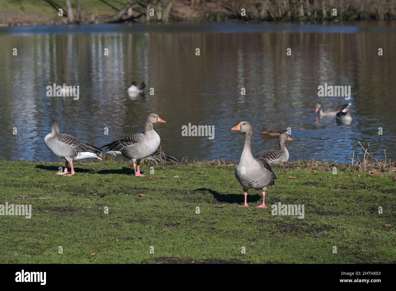 Wilde Graugänse (Anser anser) auf dem Teich in einem Park in Lübeck, Vogelgrippegefahr, Kopierraum, ausgewählter Fokus, enge Schärfentiefe Stockfoto
