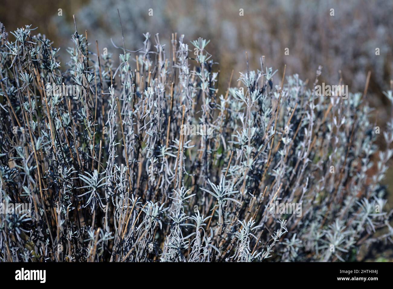 Schneiden Sie Lavendelbüsche mit grauem Laub im Winter oder Frühjahr, kopieren Sie den Raum, wählen Sie den Fokus, enge Schärfentiefe Stockfoto