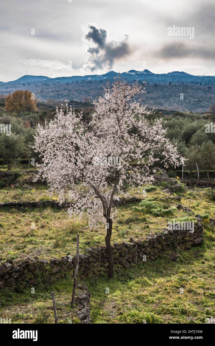 Ein blühender Mandelbaum im frühen Frühjahr, mit dem Vulkan des Ätna im Hintergrund (Sizilien, Italien) Stockfoto