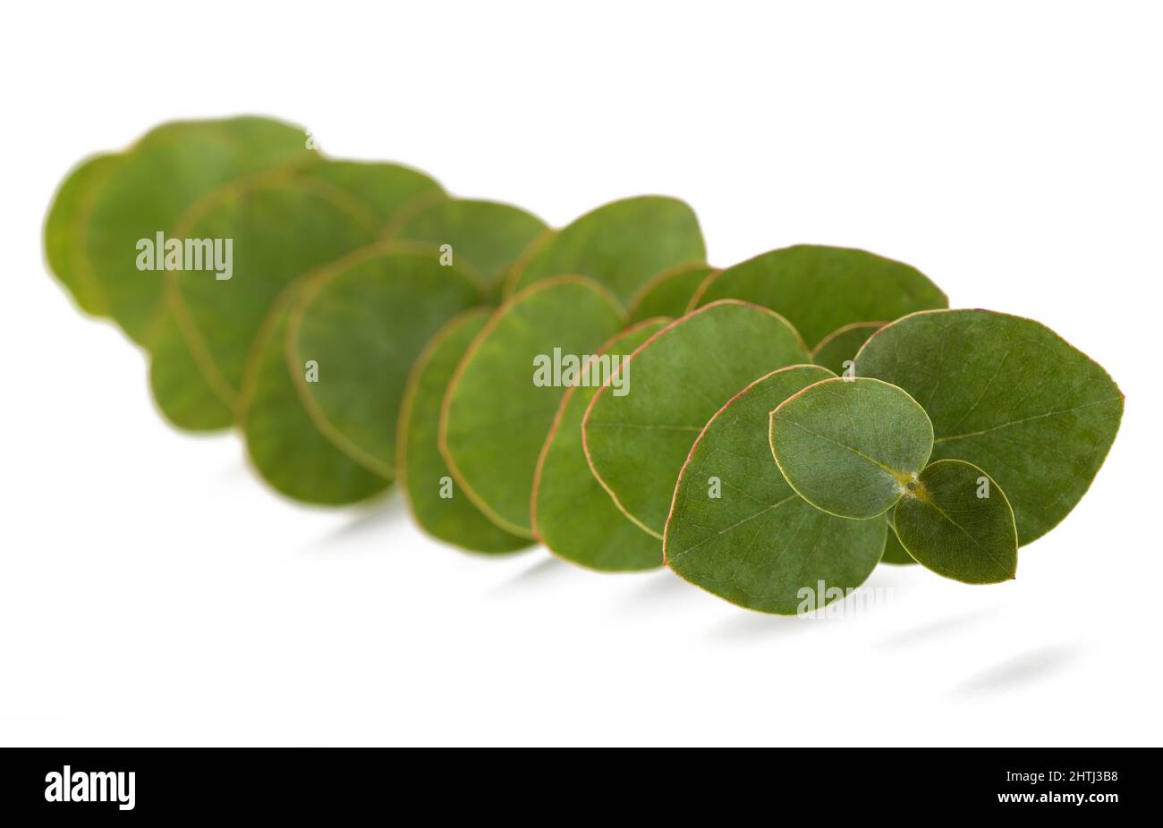 Eukalyptus Zweig auf weißem Hintergrund Stockfoto
